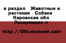  в раздел : Животные и растения » Собаки . Кировская обл.,Захарищево п.